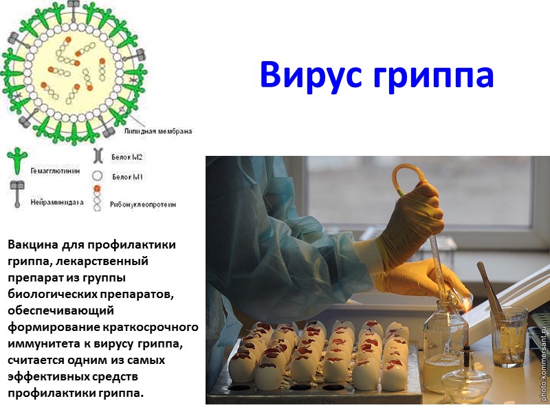 Вирус гриппа Вакцина для профилактики гриппа, лекарственный препарат из группы биологических препаратов, обеспечивающий формирование